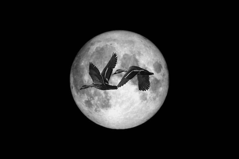 Moonlit Ceremony